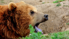 Braunbär_1 (12).jpg